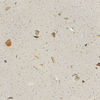 Best White Shell C56 Artificial Quartz stone Slab Countertop Vanity Top Flooring Tiles Solid Surface for kitchen bathroom